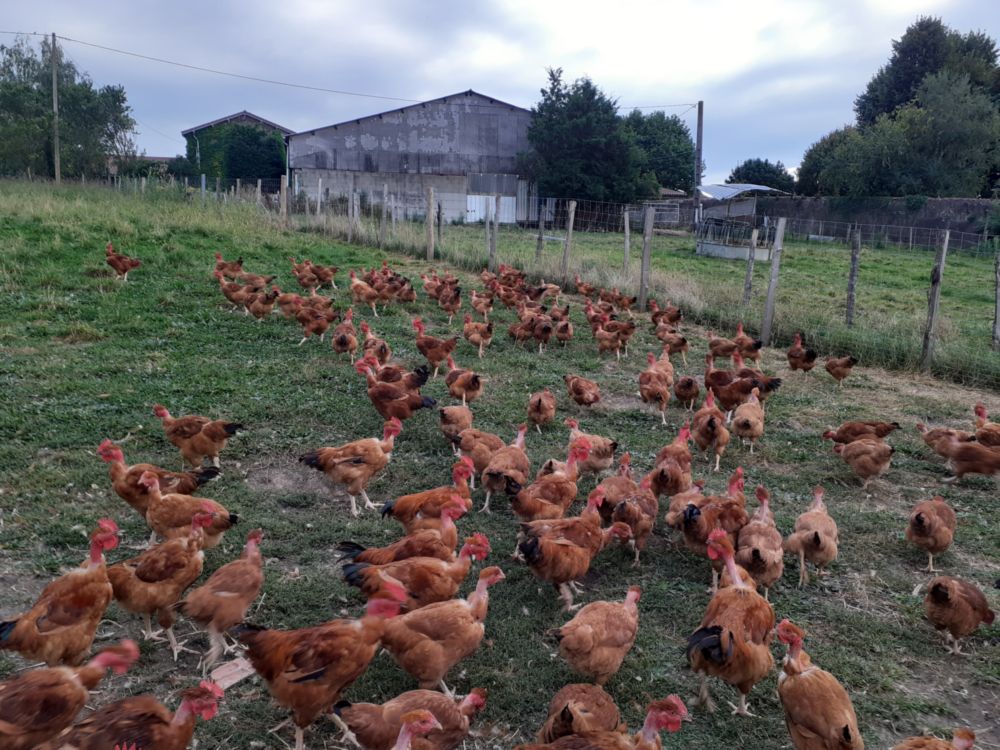 Poulets fermiers